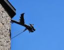 PICTURES/Lubembourg - Vianden Castle/t_Gargoyl2.jpg